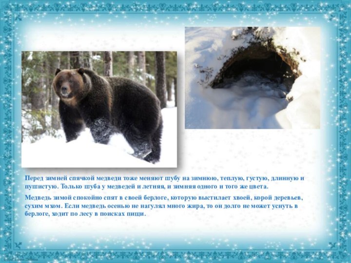 Перед зимней спячкой медведи тоже меняют шубу на зимнюю, теплую, густую, длинную