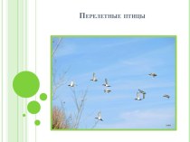 презентацияПерелетные птицы презентация к занятию по окружающему миру (подготовительная группа) по теме