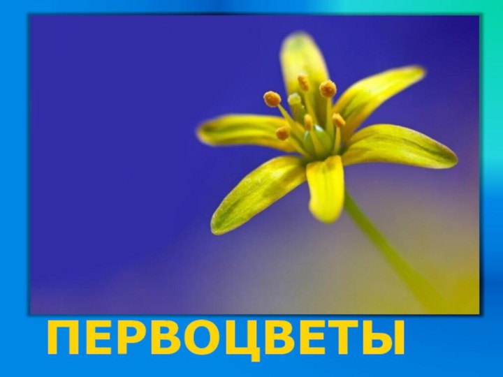 ПЕРВОЦВЕТЫ