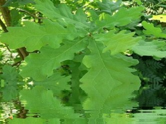 Релаксация. Ветка дуба материал по теме