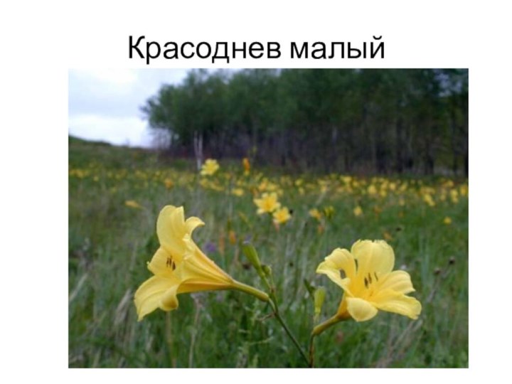 Красоднев малый