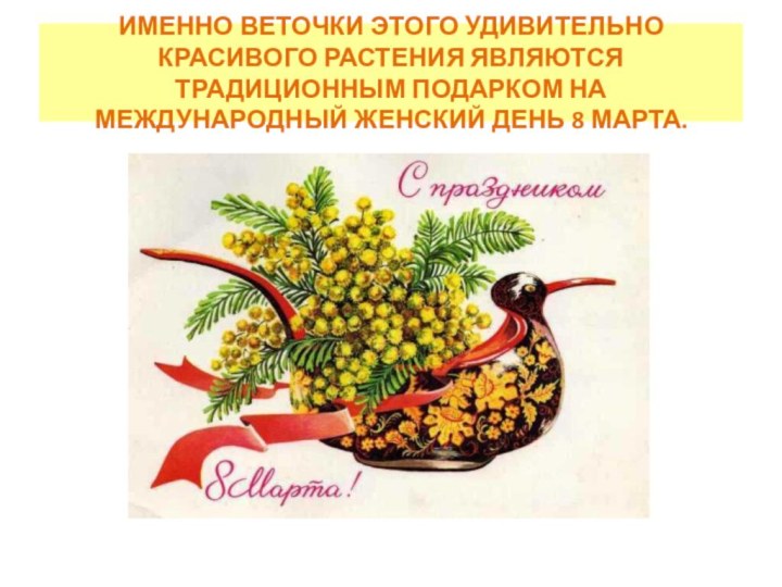 ИМЕННО ВЕТОЧКИ ЭТОГО УДИВИТЕЛЬНО КРАСИВОГО РАСТЕНИЯ ЯВЛЯЮТСЯ ТРАДИЦИОННЫМ ПОДАРКОМ НА МЕЖДУНАРОДНЫЙ ЖЕНСКИЙ ДЕНЬ 8 МАРТА.