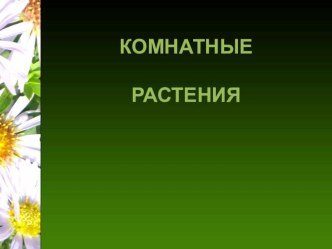 презентация Комнатные растения презентация к уроку по окружающему миру (старшая, подготовительная группа)