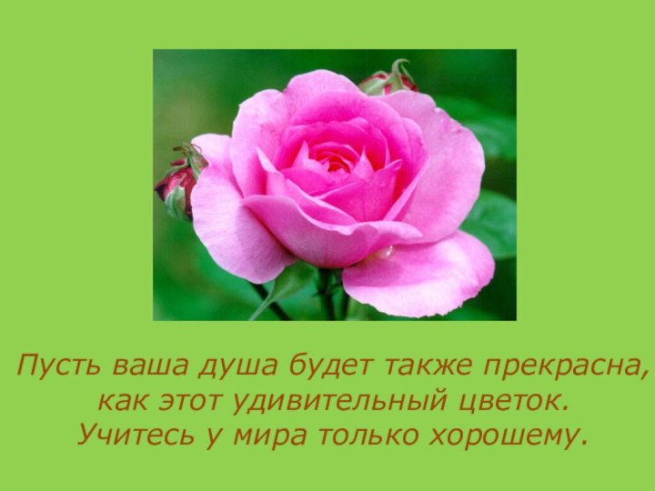 Пусть ваша душа будет также прекрасна, как этот удивительный цветок. Учитесь у мира только хорошему.