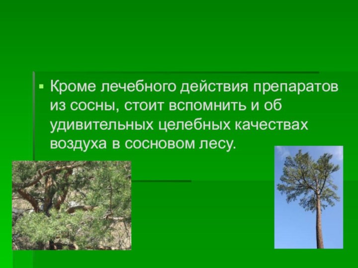 Кроме лечебного действия препаратов из сосны, стоит вспомнить и об удивительных целебных