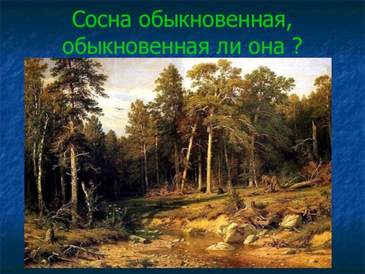 Сосна обыкновенная, обыкновенная ли она ?