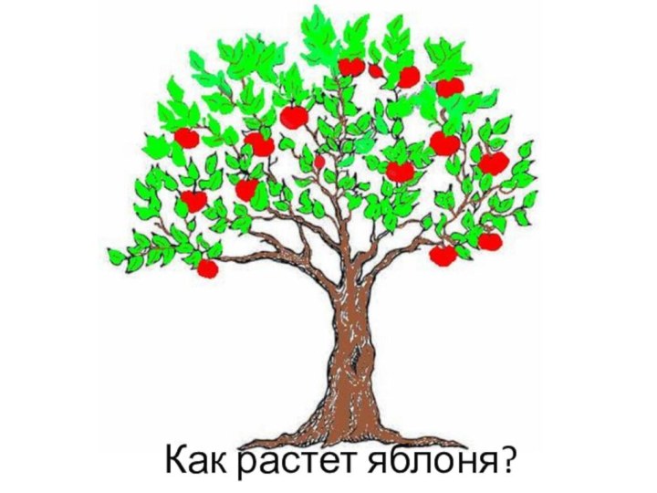 Как растет яблоня?