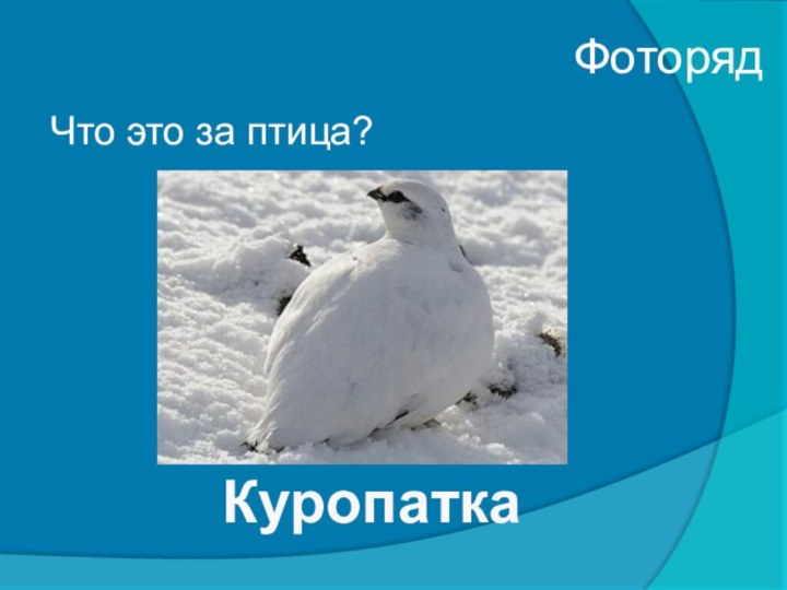 ФоторядЧто это за птица?Куропатка