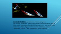 презентация аквариумные рыбки презентация к уроку по окружающему миру (старшая группа)