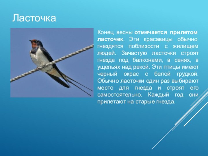 ЛасточкаКонец весны отмечается прилетом ласточек. Эти красавицы обычно гнездятся поблизости с жилищем людей.