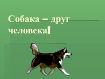 Презентация к классному часу Собака-друг человека презентация к уроку (3 класс)