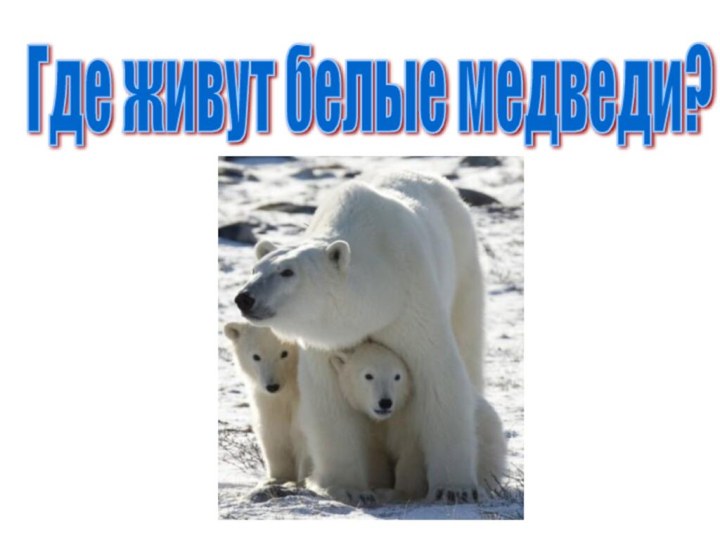 Где живут белые медведи?