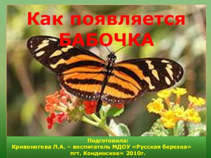 Как появляется БАБОЧКАПодготовила: Кривоногова Л.А. – воспитатель МДОУ «Русская березка» пгт. Кондинское» 2010г.