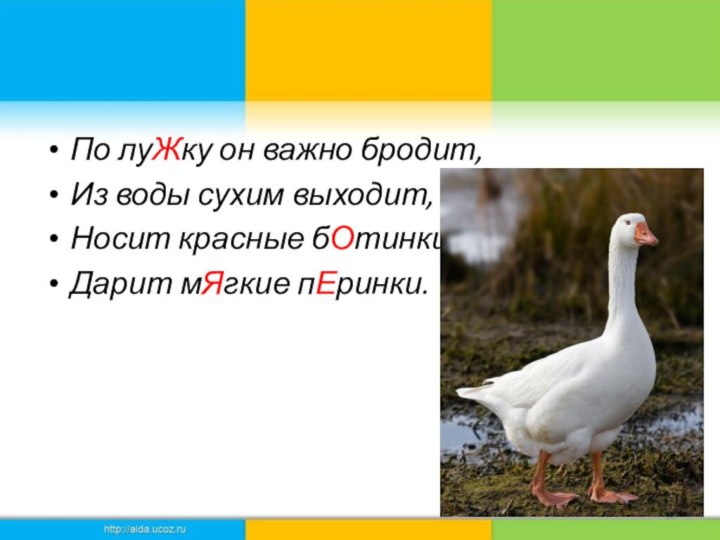 По луЖку он важно бродит,Из воды сухим выходит,Носит красные бОтинки,Дарит мЯгкие пЕринки.