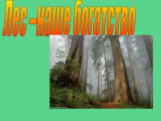 лес -наше богатство презентация к уроку (подготовительная группа)