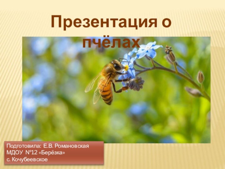 Подготовила: Е.В. РомановскаяМДОУ №12 «Берёзка»с. КочубеевскоеПрезентация о пчёлах