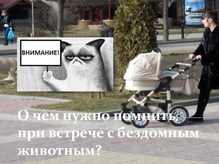 О чем нужно помнить при встрече с бездомным животным?