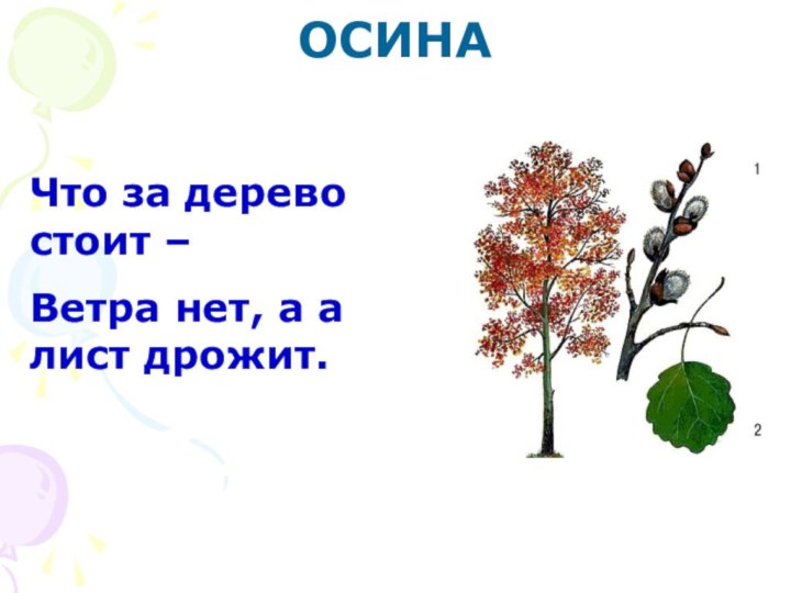 ОСИНА Что за дерево стоит – Ветра нет, а а лист дрожит.