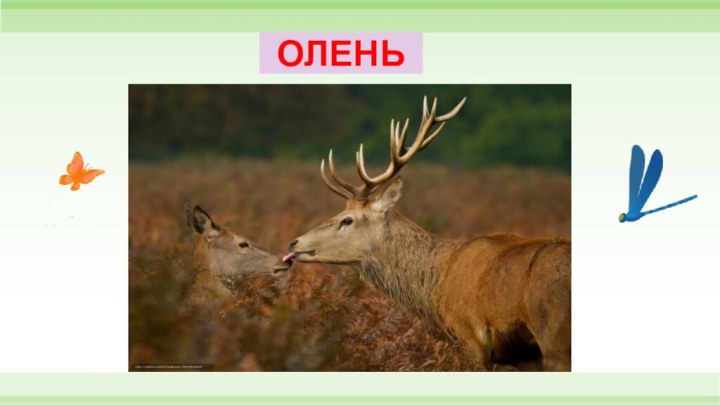 ОЛЕНЬ