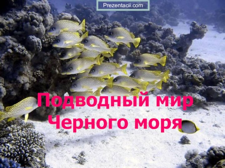 Подводный мир Черного моряPrezentacii.com