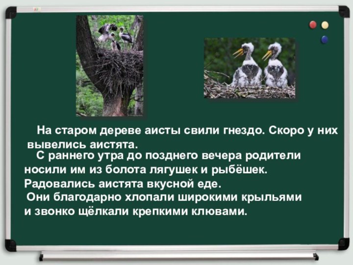 На старом дереве аисты свили гнездо. Скоро у них вывелись