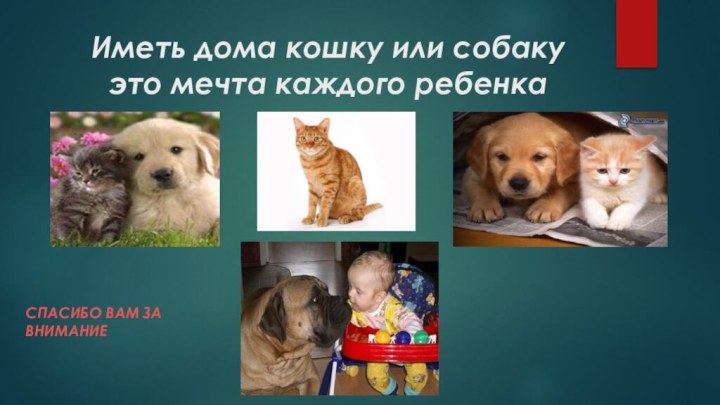 Иметь дома кошку или собаку это мечта каждого ребенкаСпасибо вам за внимание