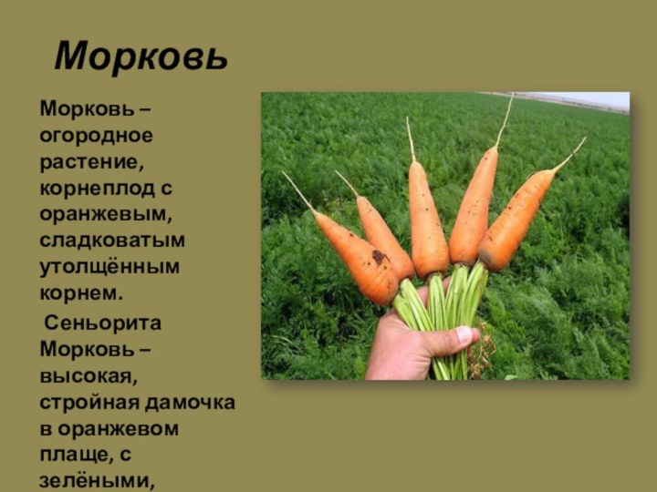 МорковьМорковь – огородное растение, корнеплод с оранжевым, сладковатым утолщённым корнем. Сеньорита Морковь