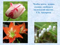 Урок по природоведению  Цветок Строение цветка. презентация к уроку по окружающему миру (4 класс) по теме