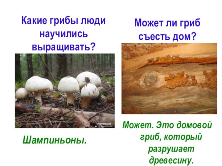 Какие грибы люди научились выращивать?Может. Это домовой гриб, который разрушает древесину.