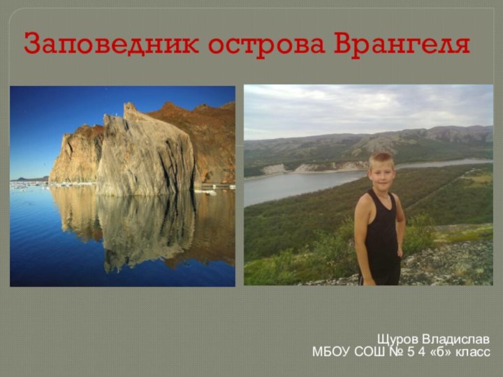 Заповедник острова ВрангеляЩуров Владислав   МБОУ СОШ № 5 4 «б» класс
