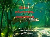 Презентация о щуке презентация к занятию по окружающему миру (подготовительная группа) по теме