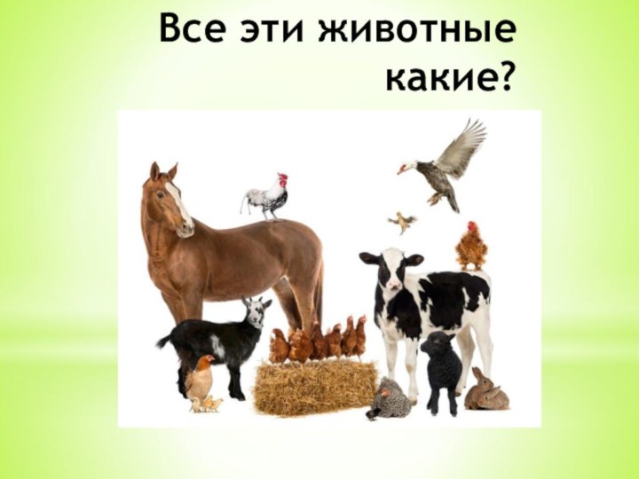 Все эти животные какие?