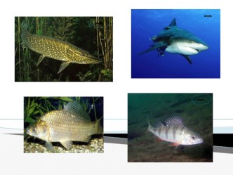 kto takie ryby zavtra