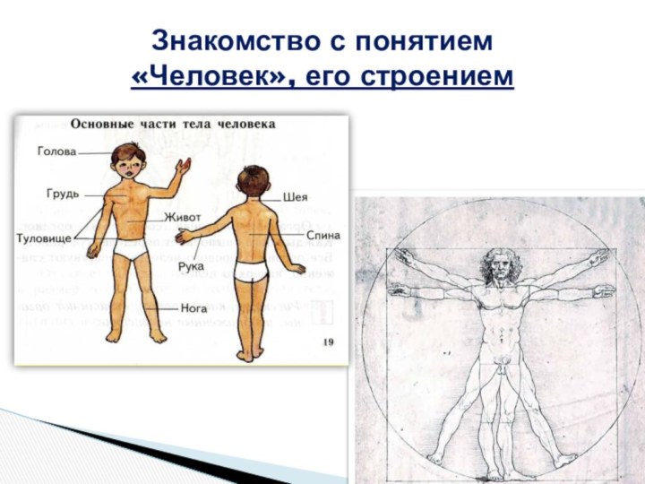 Знакомство с понятием  «Человек», его строением