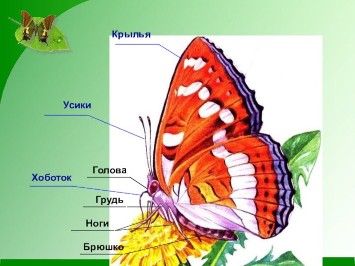 ГоловаГрудьБрюшкоНогиХоботокУсикиКрылья