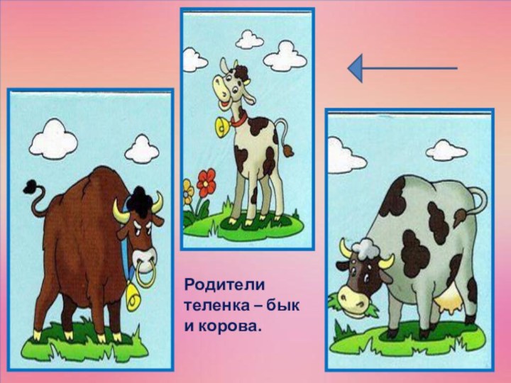 Родители теленка – бык и корова.