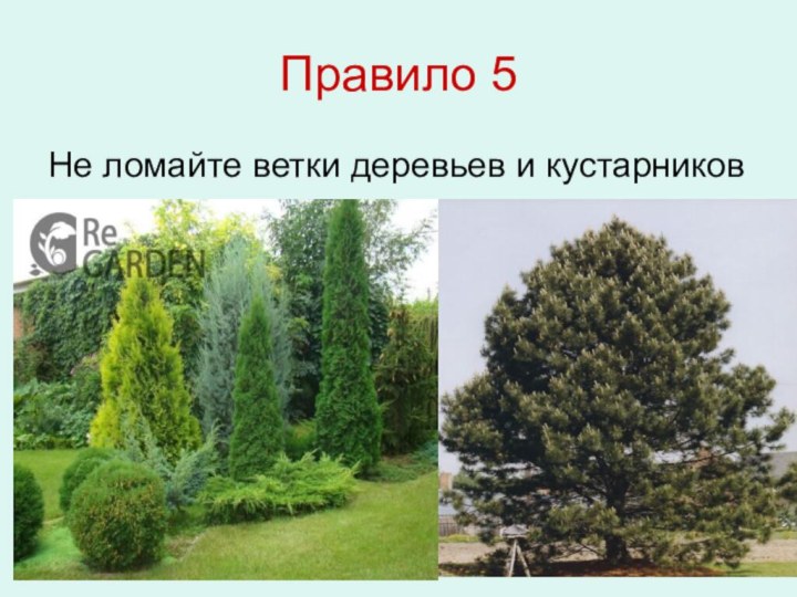 Правило 5Не ломайте ветки деревьев и кустарников