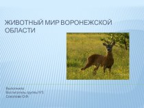 Презентация Животные Воронежской области презентация к уроку по окружающему миру (старшая группа)