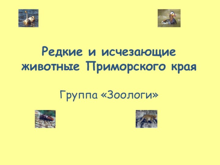 Редкие и исчезающие животные Приморского края  Группа «Зоологи»