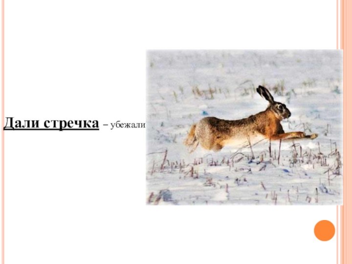 Дали стречка – убежали.