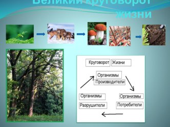 Великий круговорот жизни презентация к уроку по окружающему миру (3 класс)