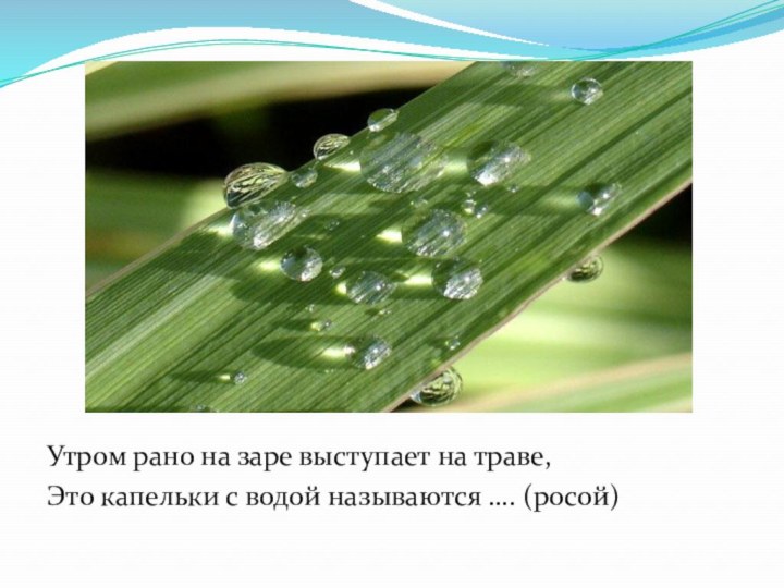 Утром рано на заре выступает на траве, Это капельки с водой называются …. (росой)