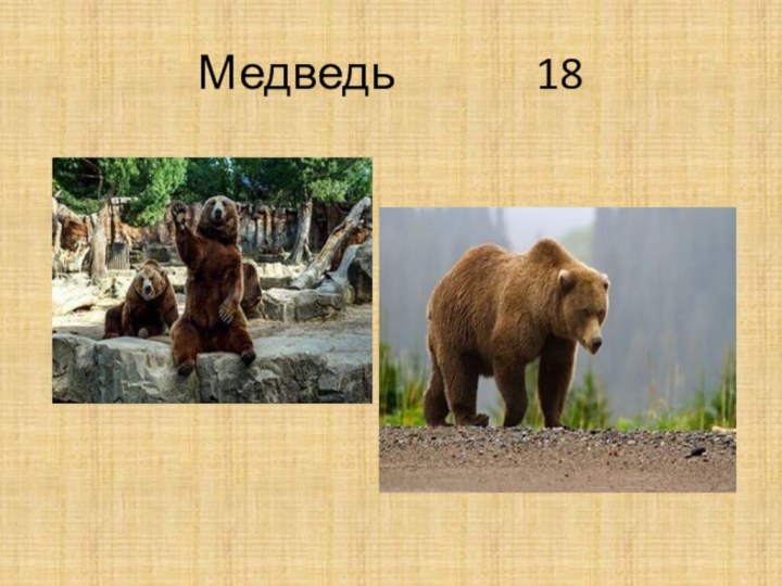 Медведь       18
