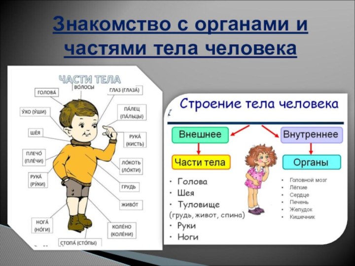 Знакомство с органами и частями тела человека