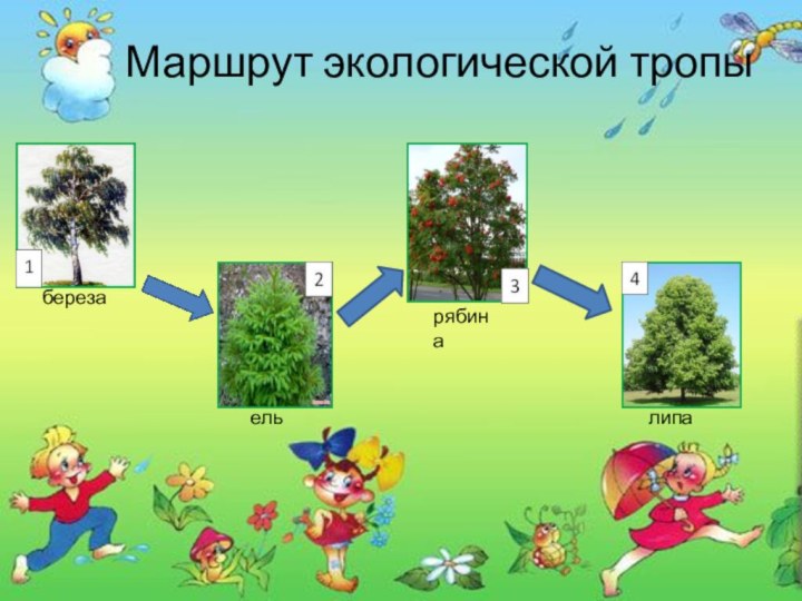 Маршрут экологической тропыберезаельрябиналипа