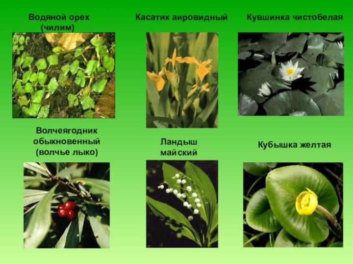 Водяной орех      (чилим)Касатик аировидныйКувшинка чистобелая