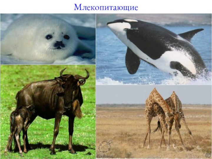 Млекопитающие