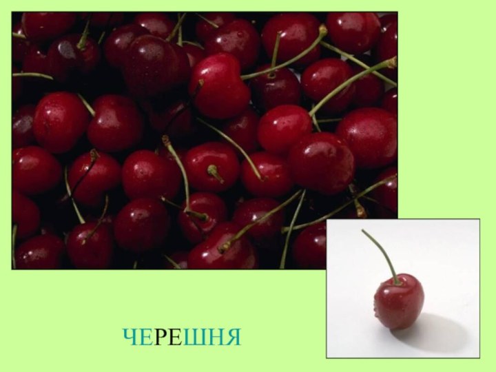 ЧЕРЕШНЯ