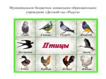 Международный день птиц презентация к уроку по окружающему миру (средняя группа)