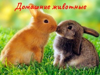 Домашние животные презентация к уроку (4 класс)